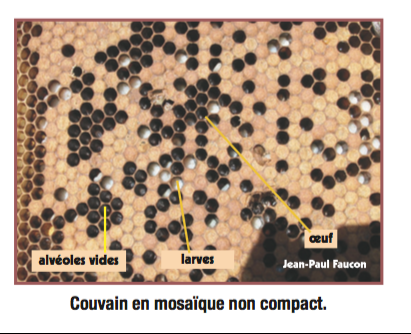 couvain atteint par la loque américaine : https://blog.icko-apiculture.com/wp-content/uploads/2016/06/Capture-d%E2%80%99e%CC%81cran-2016-06-28-a%CC%80-10.27.15-1.png
