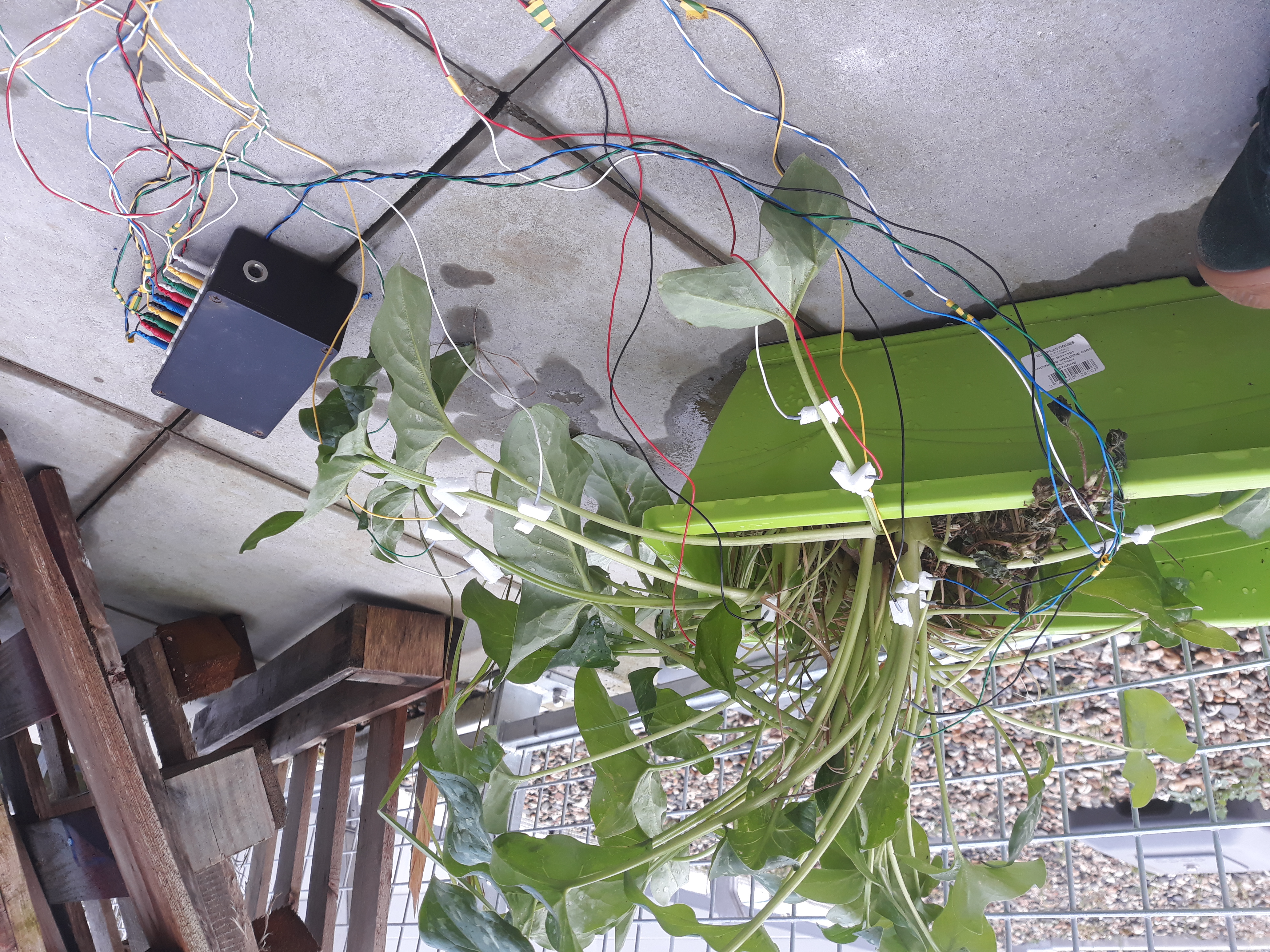 Photo générale sur les branchements des électrodes