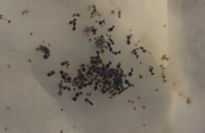 Zoom de la germination ayant une plage horaire d'éclairage définie