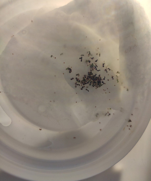 Photo de la germination ayant une plage horaire d'éclairage définie